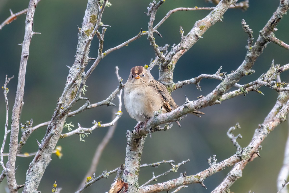 White-crowned Sparrow - ML488977701