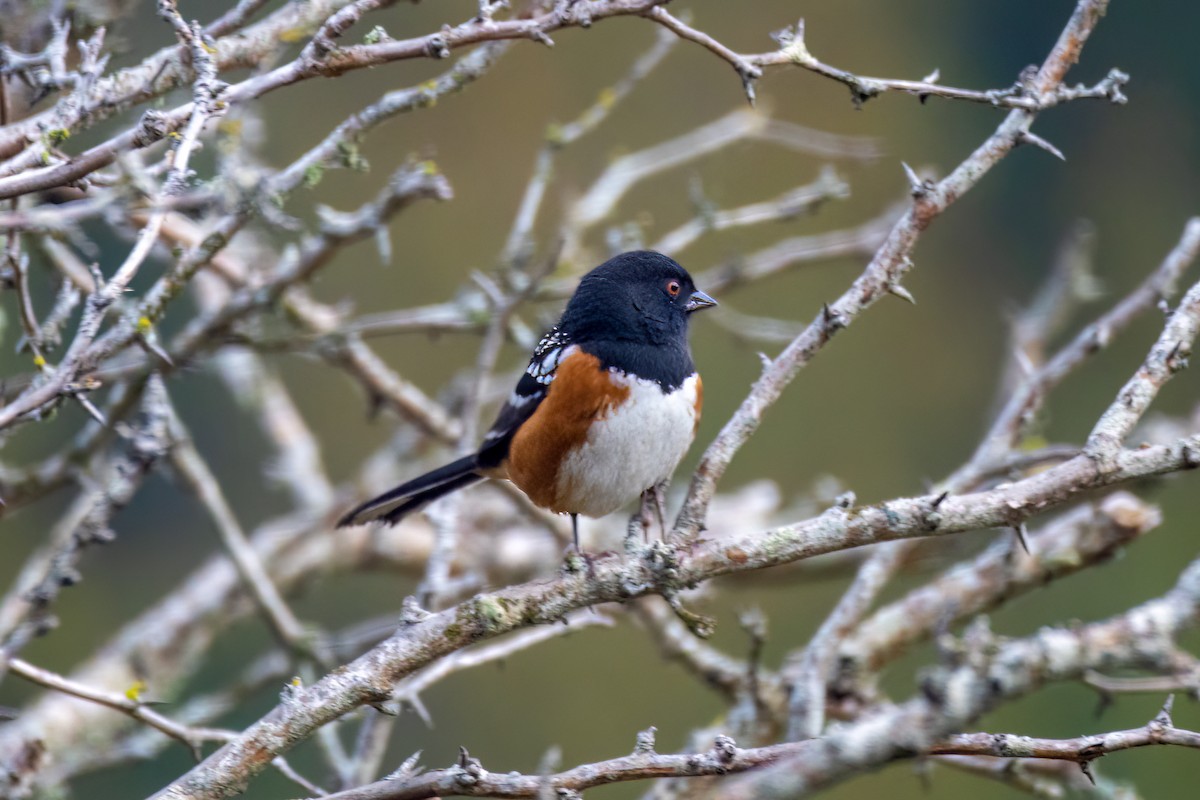 Spotted Towhee - ML488977731