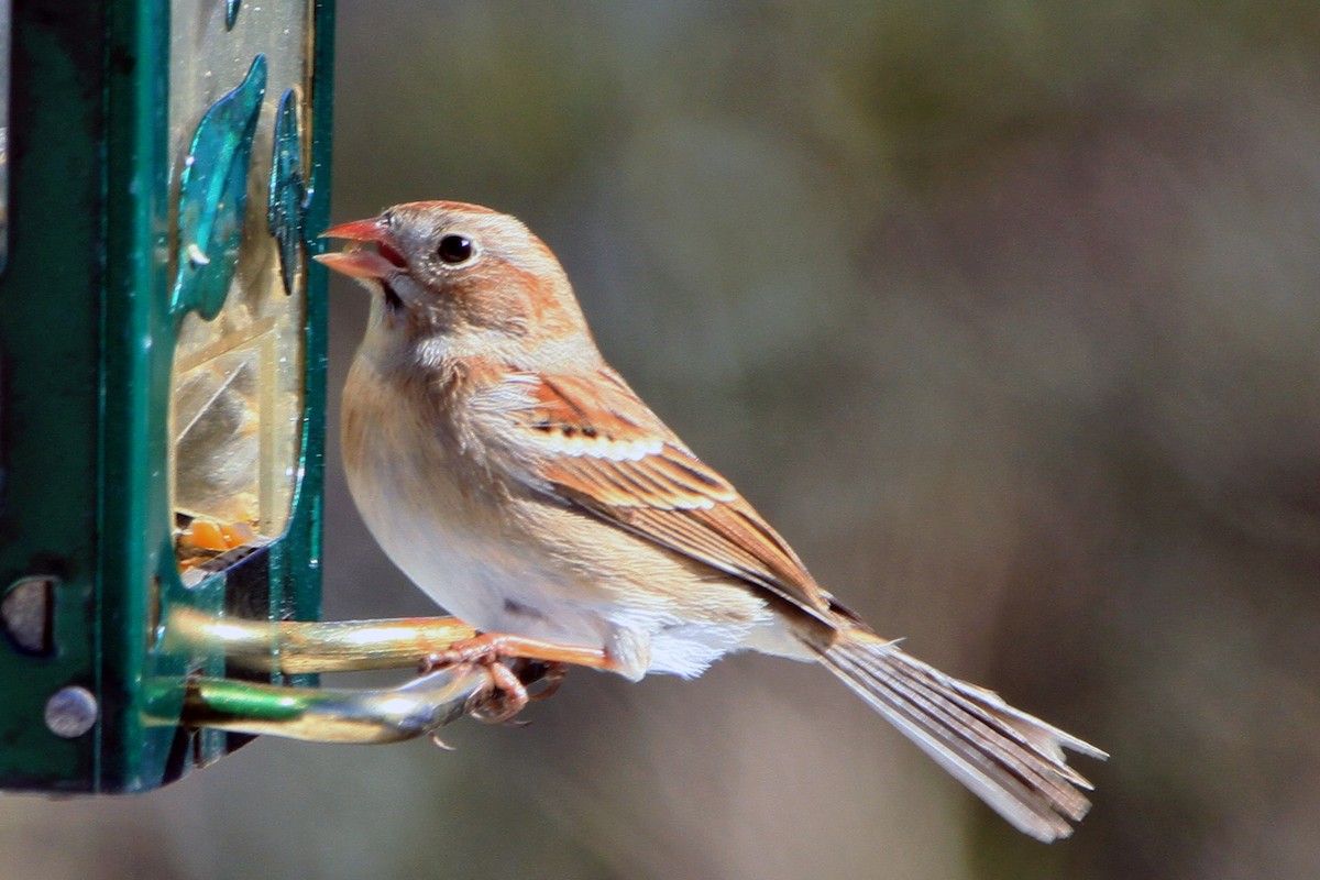 Field Sparrow - Christine Sheridan