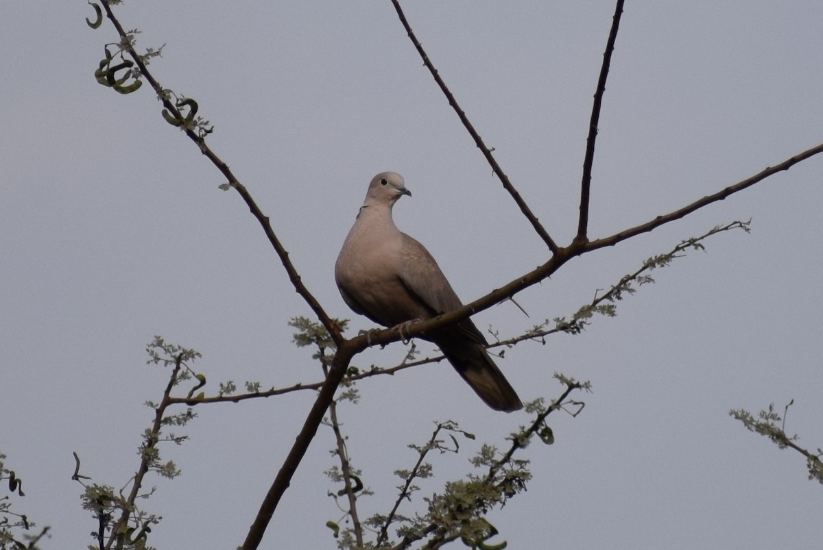 Laughing Dove - ML48898081
