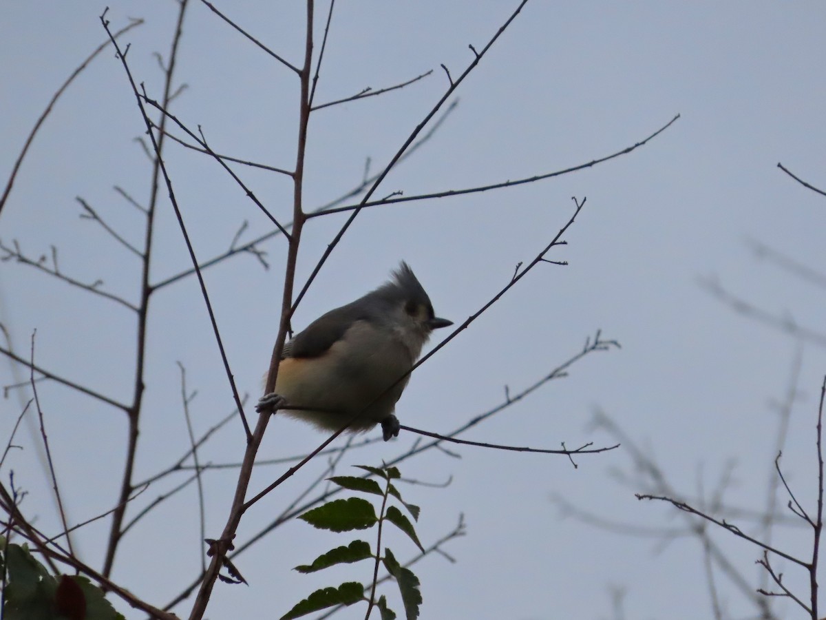 Tufted Titmouse - Michelle Browning