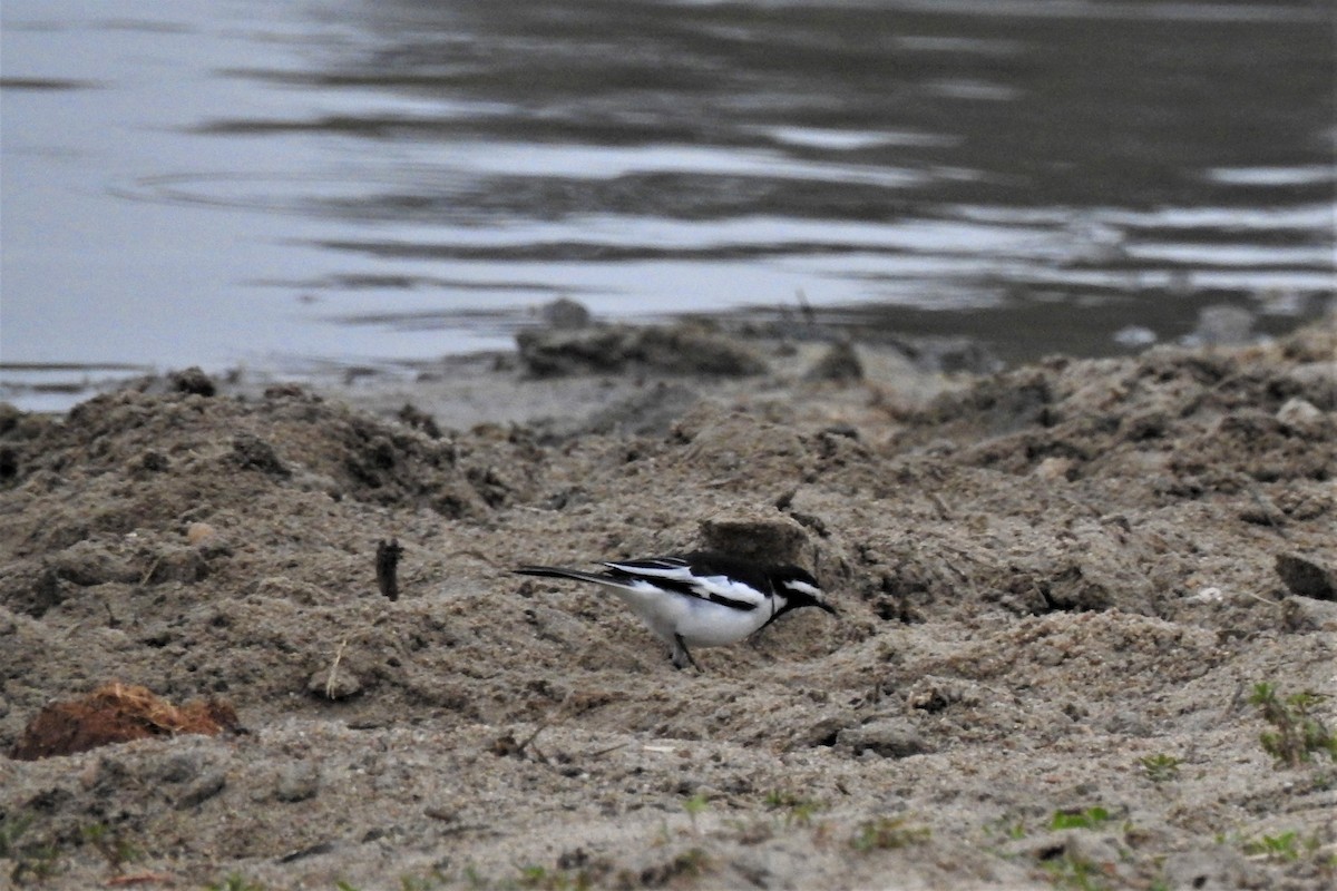 African Pied Wagtail - David  Clark