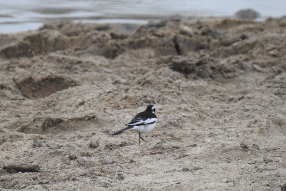 African Pied Wagtail - ML488994901
