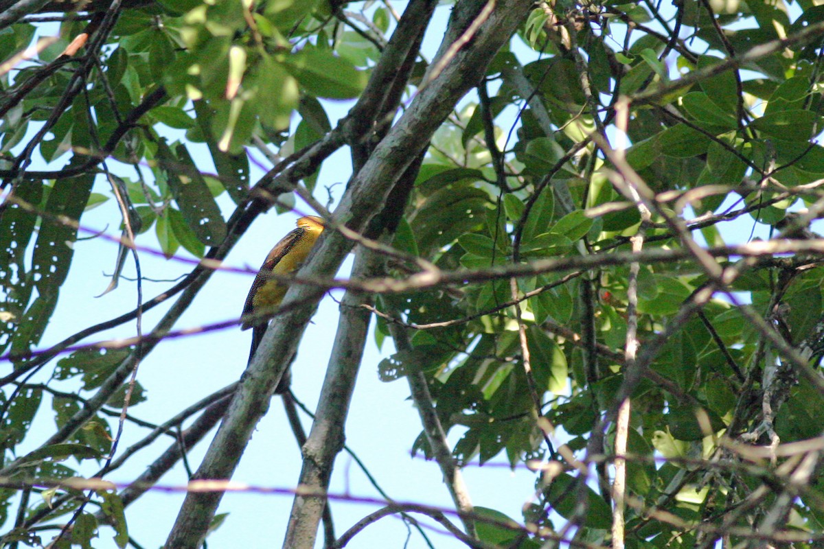 Cream-colored Woodpecker - ML48899531