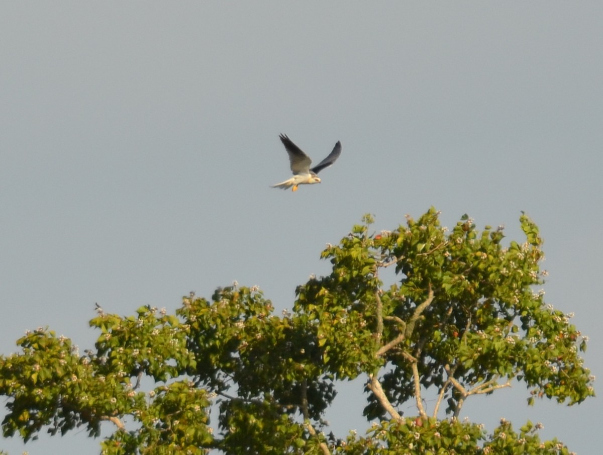 White-tailed Kite - Jody Shugart