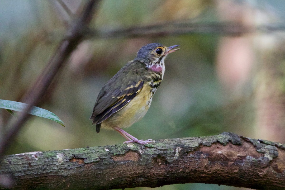 Spotted Antpitta - ML488998361
