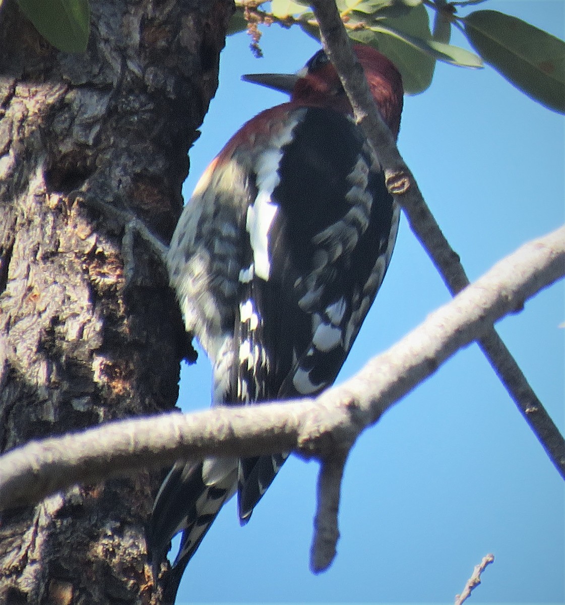 Red-breasted Sapsucker - ML489001001