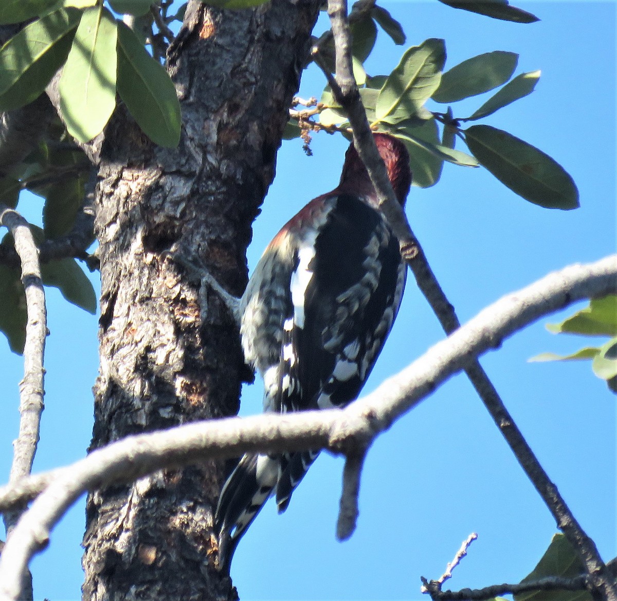 Red-breasted Sapsucker - ML489001051