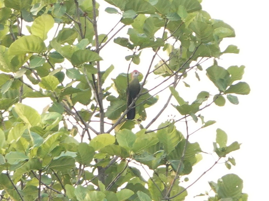 Red-crested Turaco - ML489001441