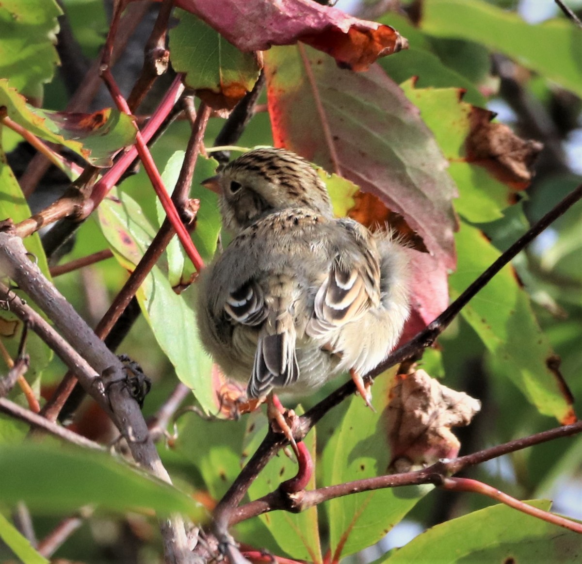 Clay-colored Sparrow - ML489001971