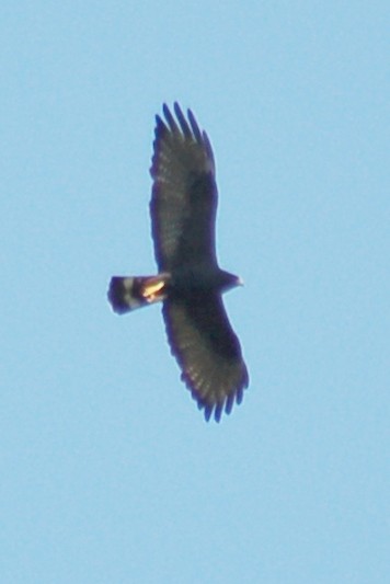 Zone-tailed Hawk - John Cassady