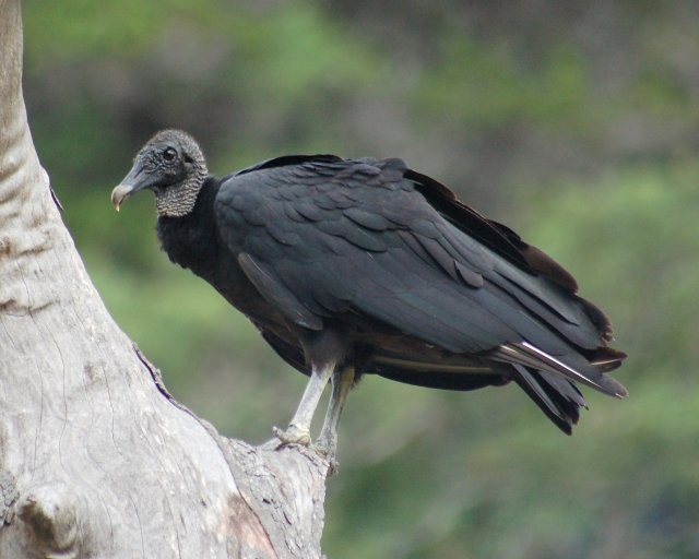Black Vulture - John Cassady