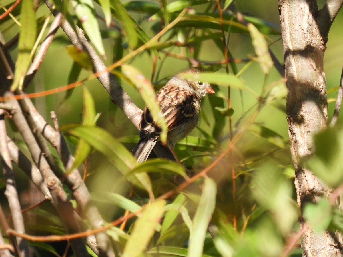 Field Sparrow - ML489005111