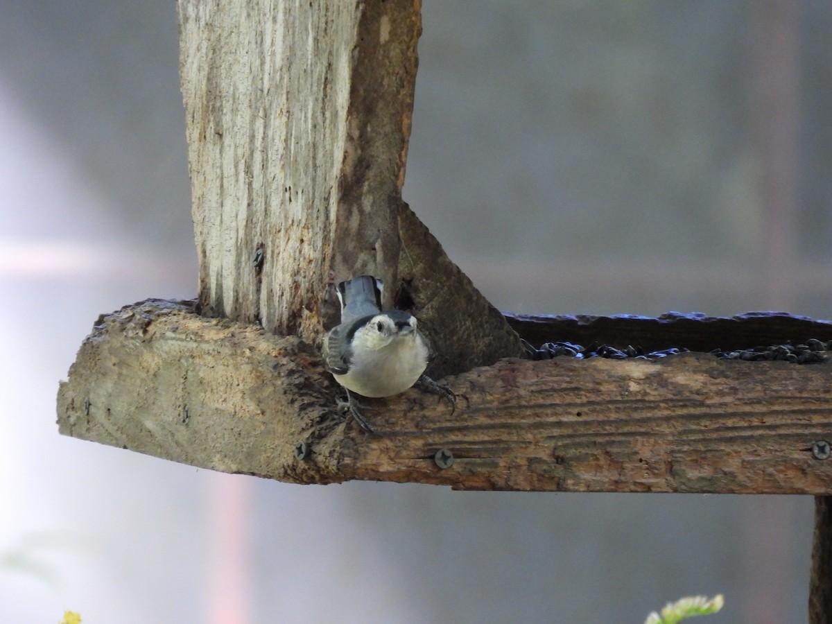 White-breasted Nuthatch - ML489005241
