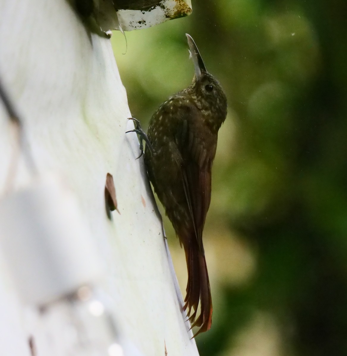 Spotted Woodcreeper - ML489009961