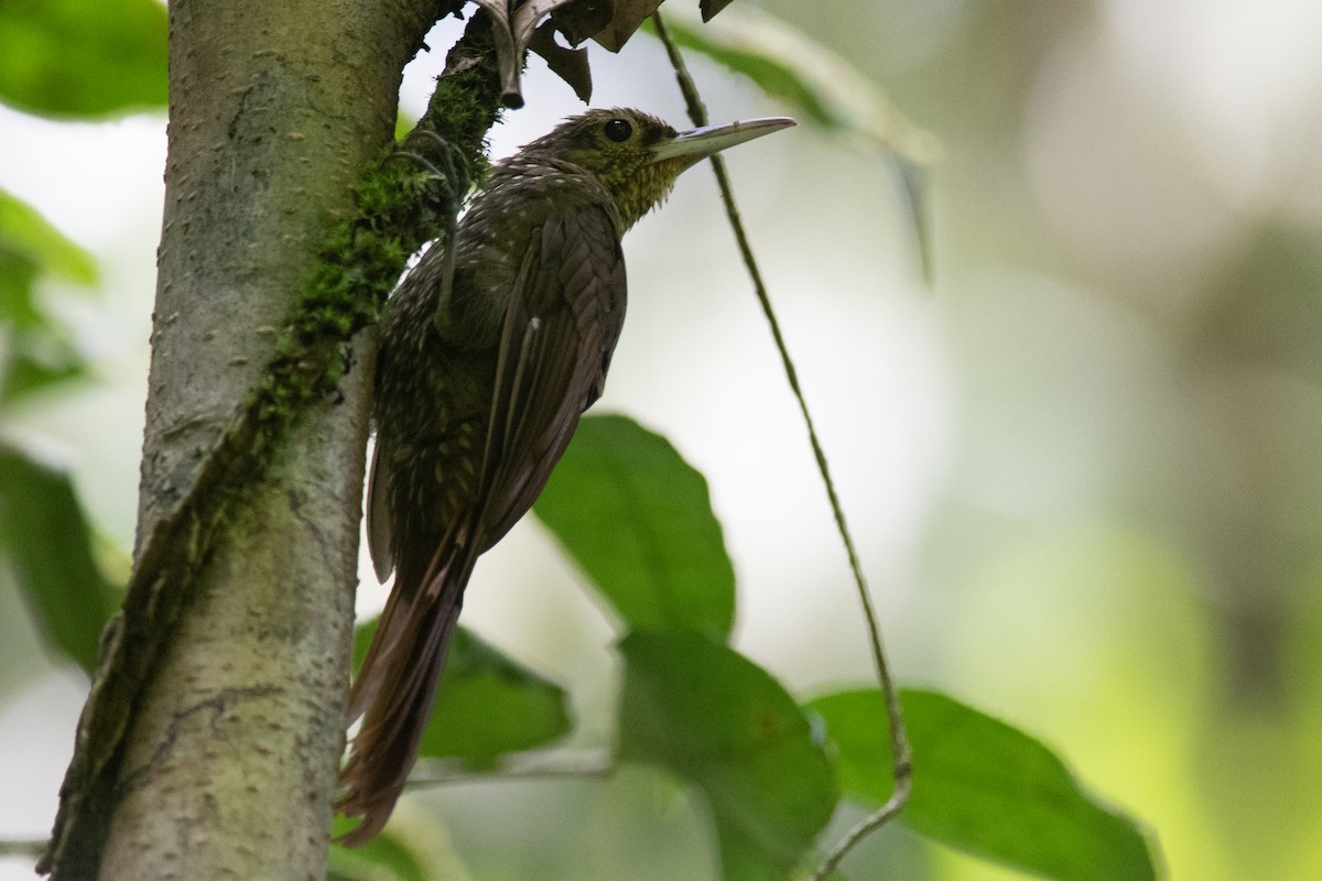 Spotted Woodcreeper - ML489011731