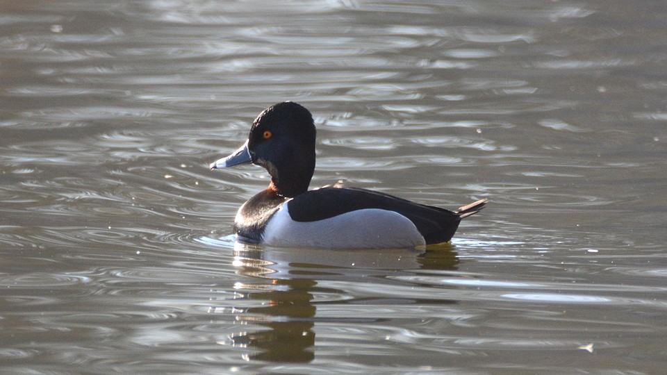 Ring-necked Duck - Chad Hutchinson