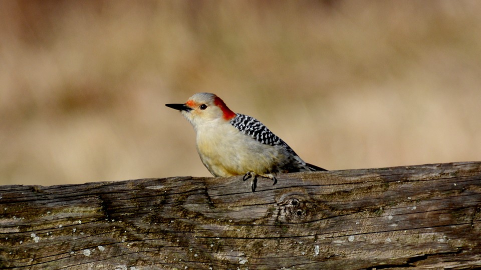 Red-bellied Woodpecker - Chad Hutchinson