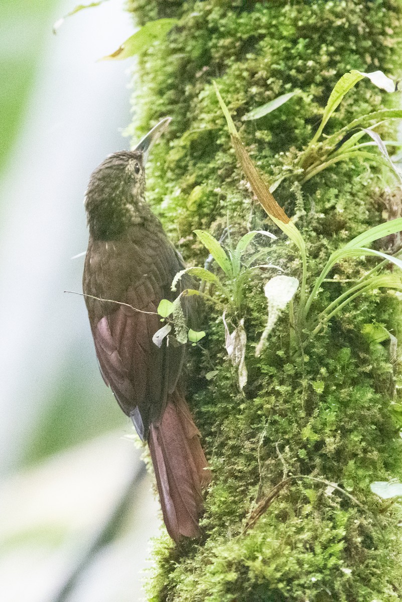 Spotted Woodcreeper - ML489014861