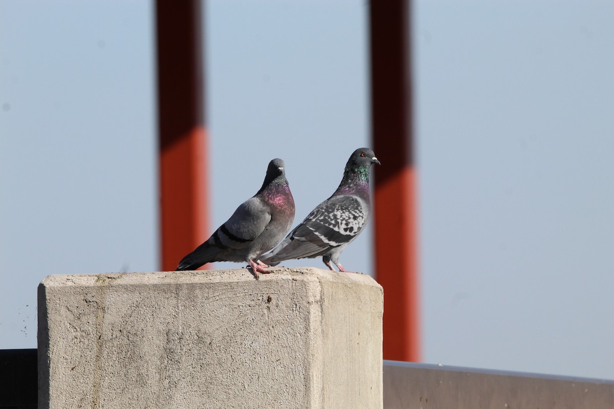 Rock Pigeon (Feral Pigeon) - ML489015101
