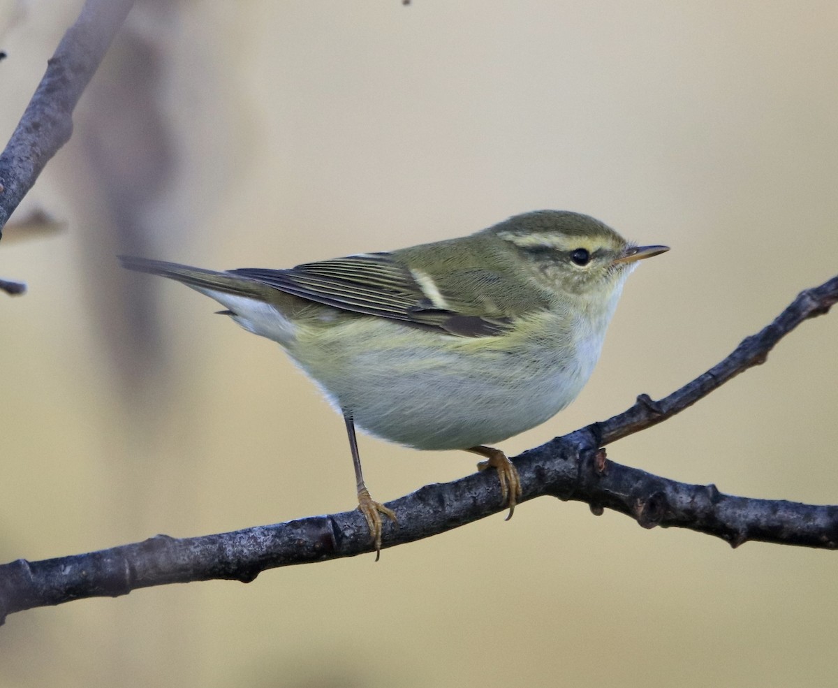 Yellow-browed Warbler - ML489017121