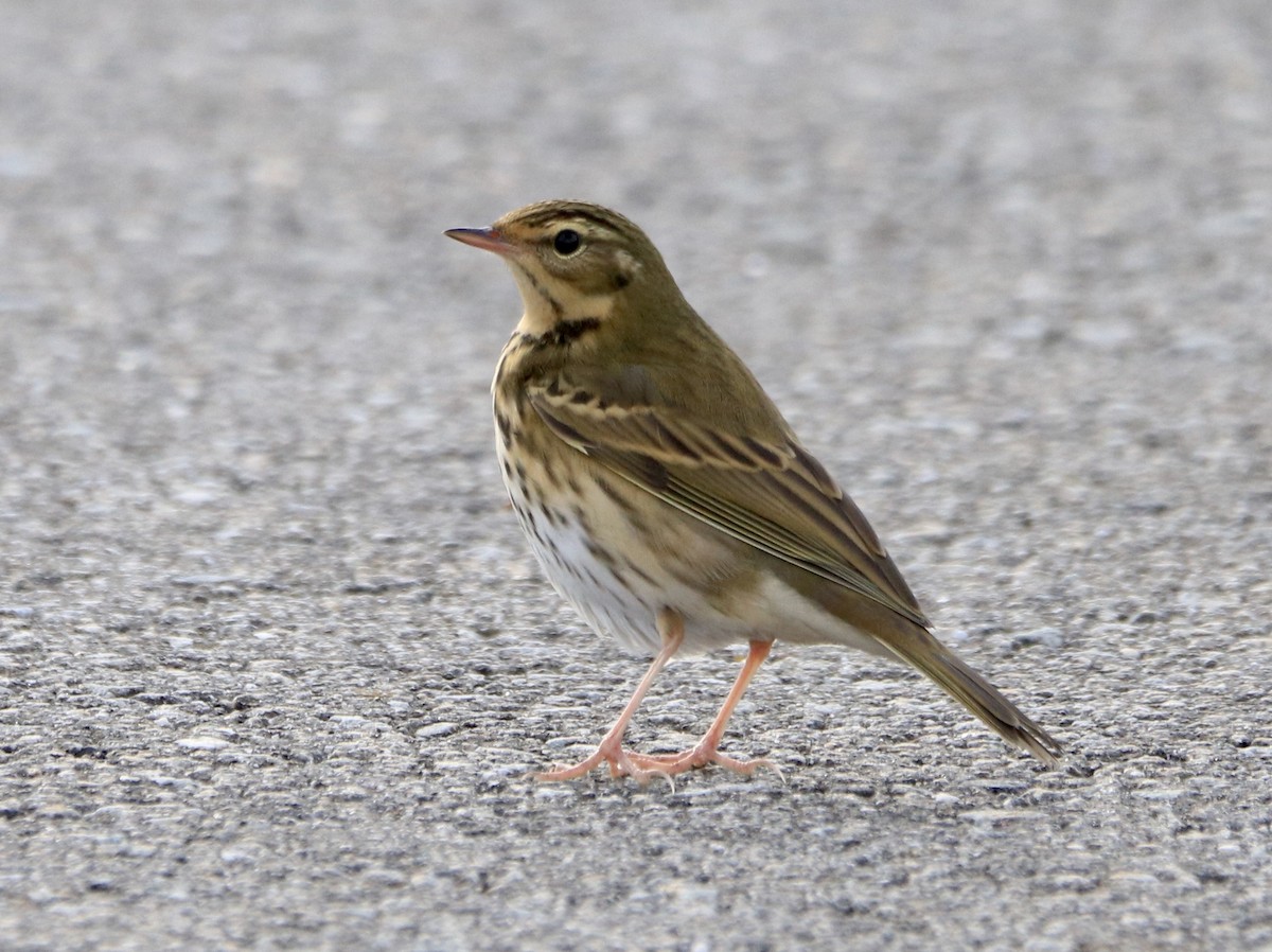 Olive-backed Pipit - ML489017191