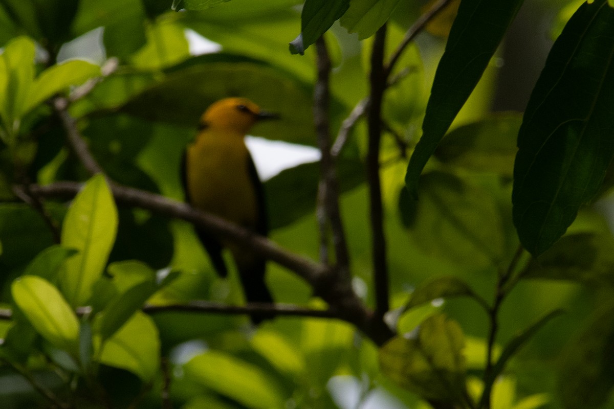 Black-and-yellow Tanager - Daniel Field