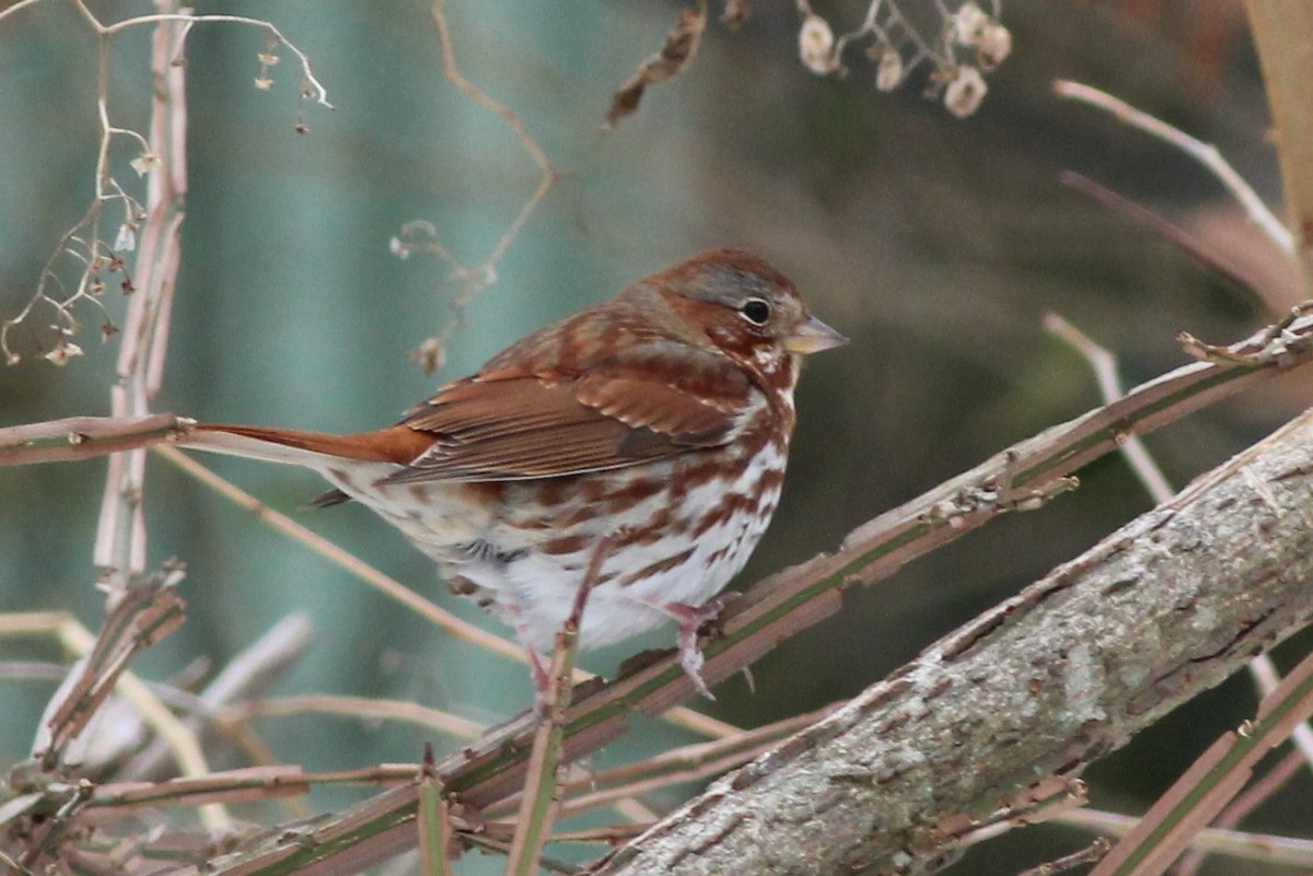 Fox Sparrow (Red) - Sequoia Wrens