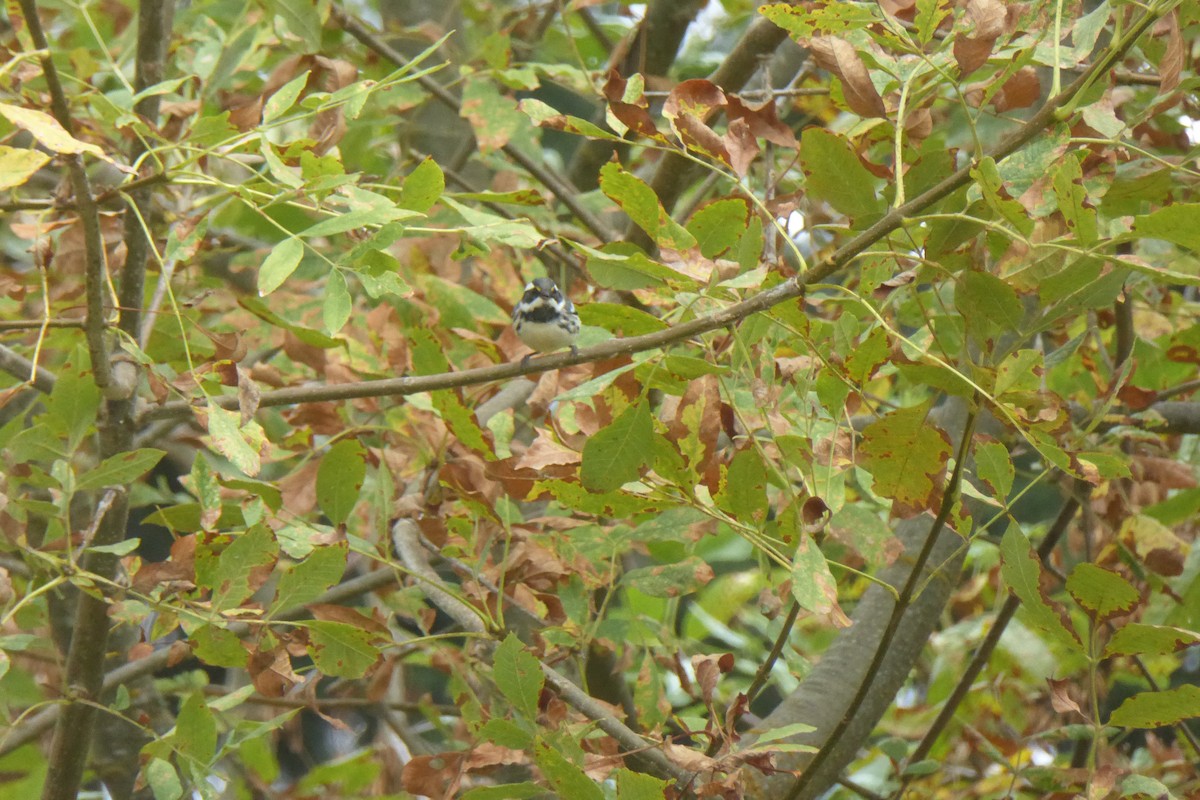 Black-throated Gray Warbler - ML489018101