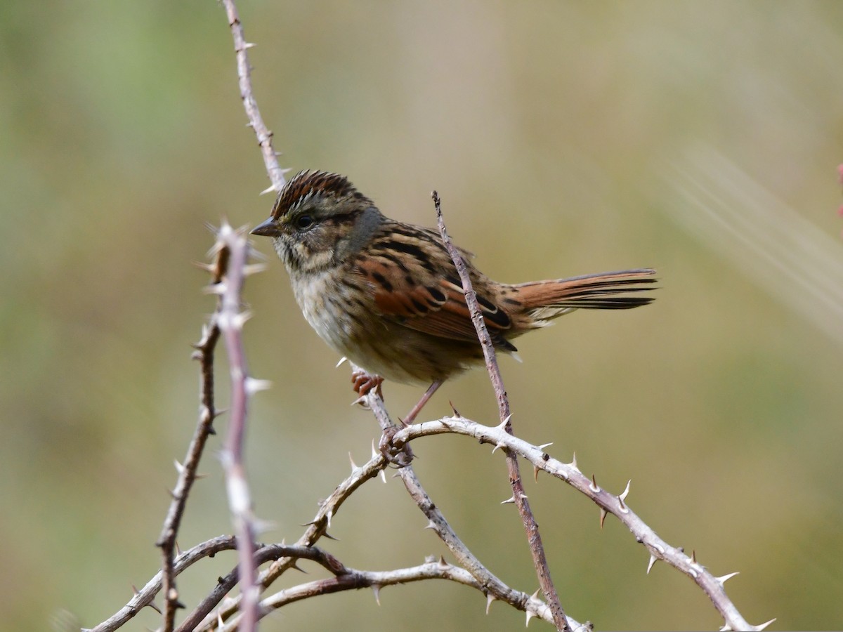 Swamp Sparrow - ML489018151