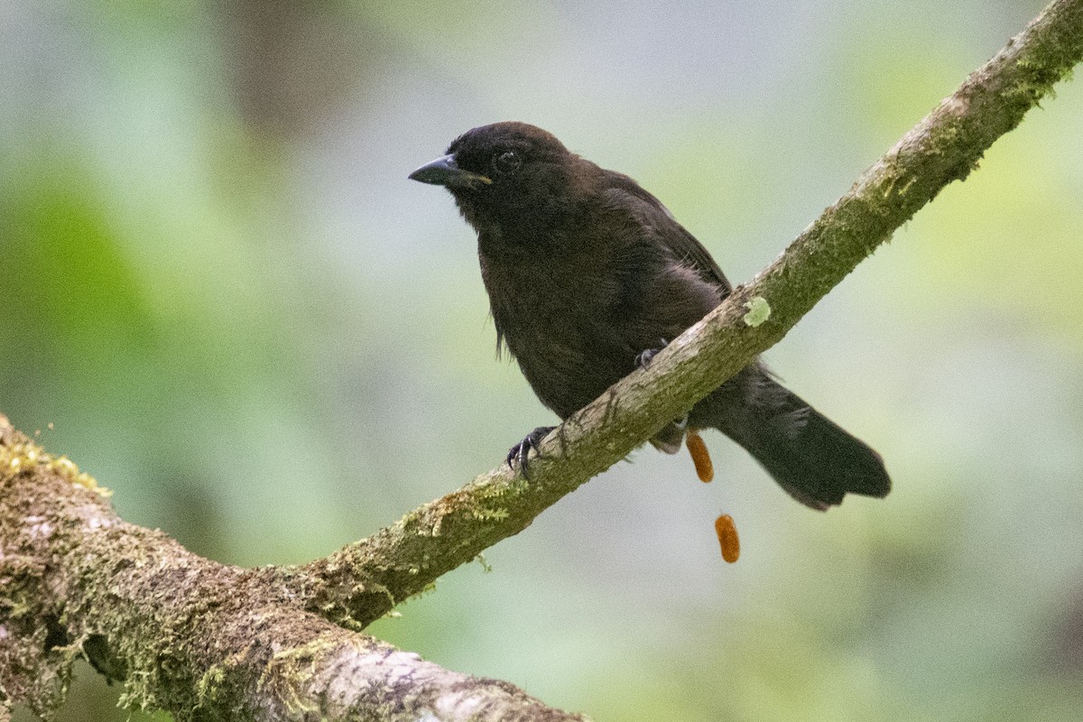 Tawny-crested Tanager - ML489018301