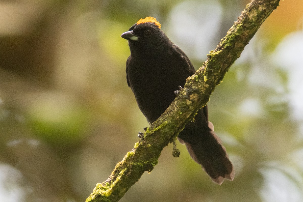Tawny-crested Tanager - ML489018491