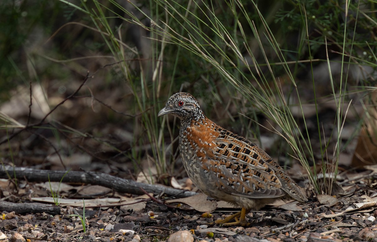 Painted Buttonquail - ML489019471