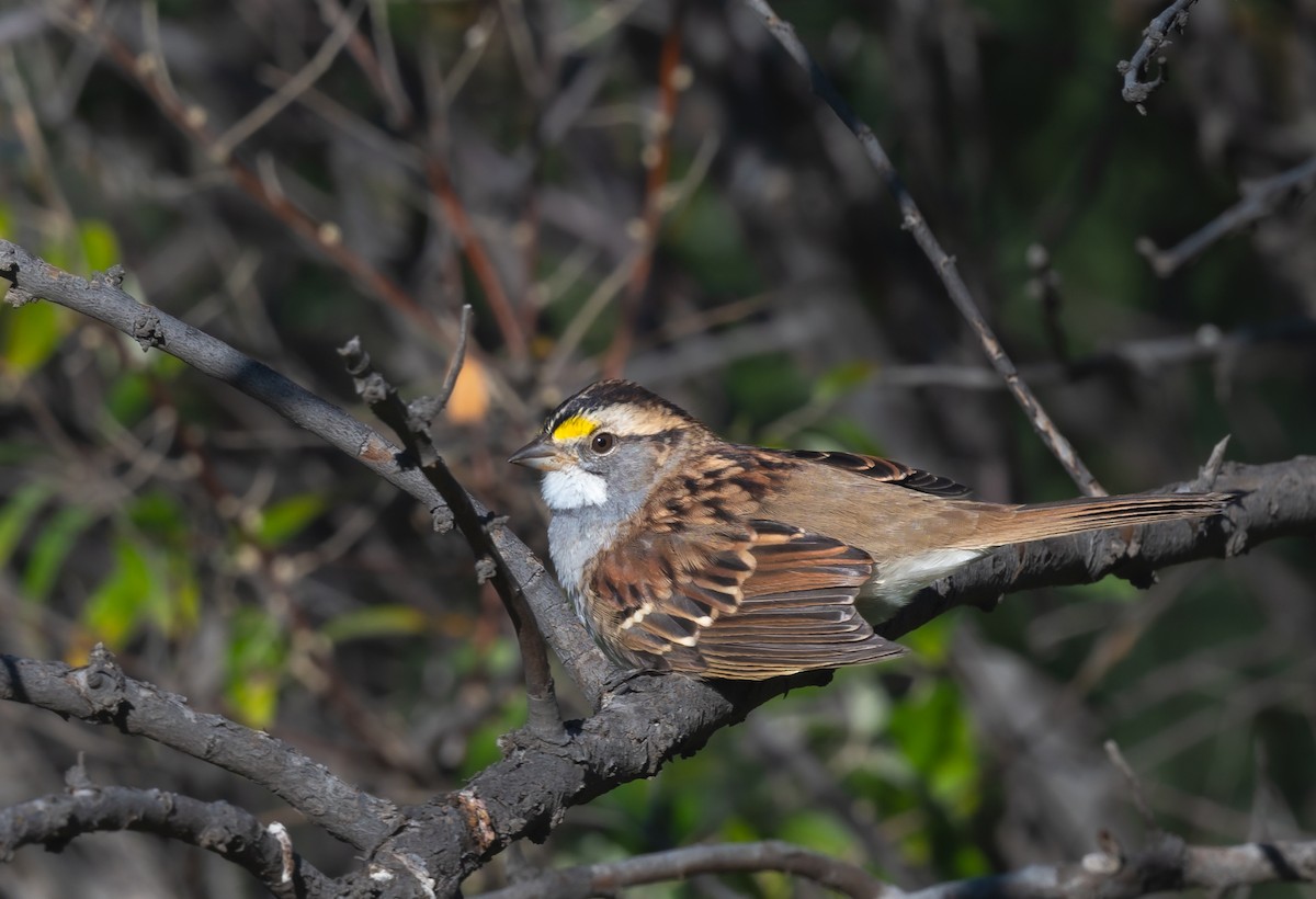 White-throated Sparrow - ML489019541