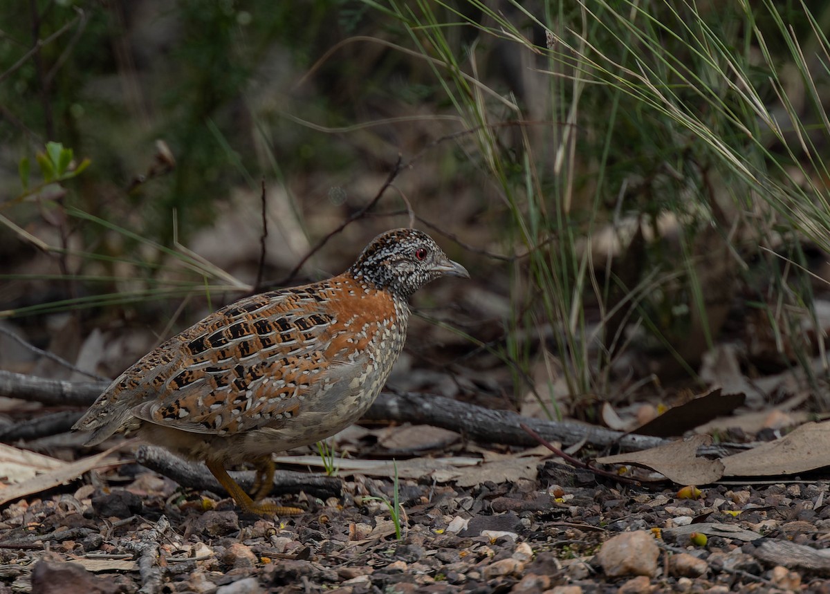 Painted Buttonquail - ML489019701