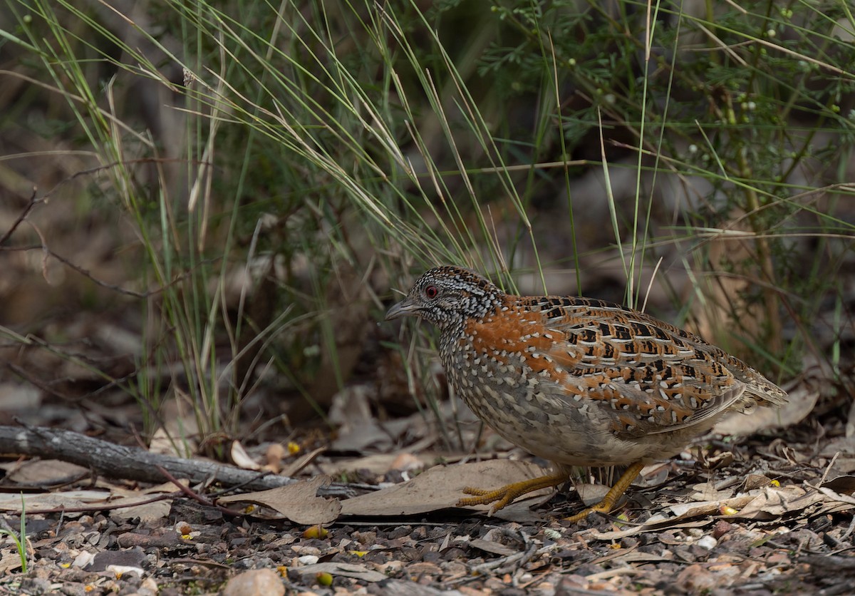 Painted Buttonquail - ML489019901