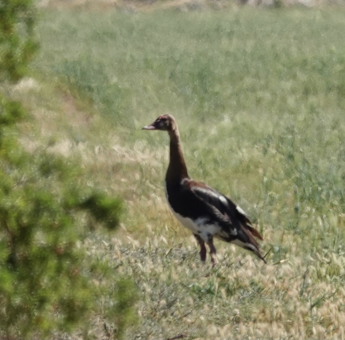 Spur-winged Goose - ML489022341