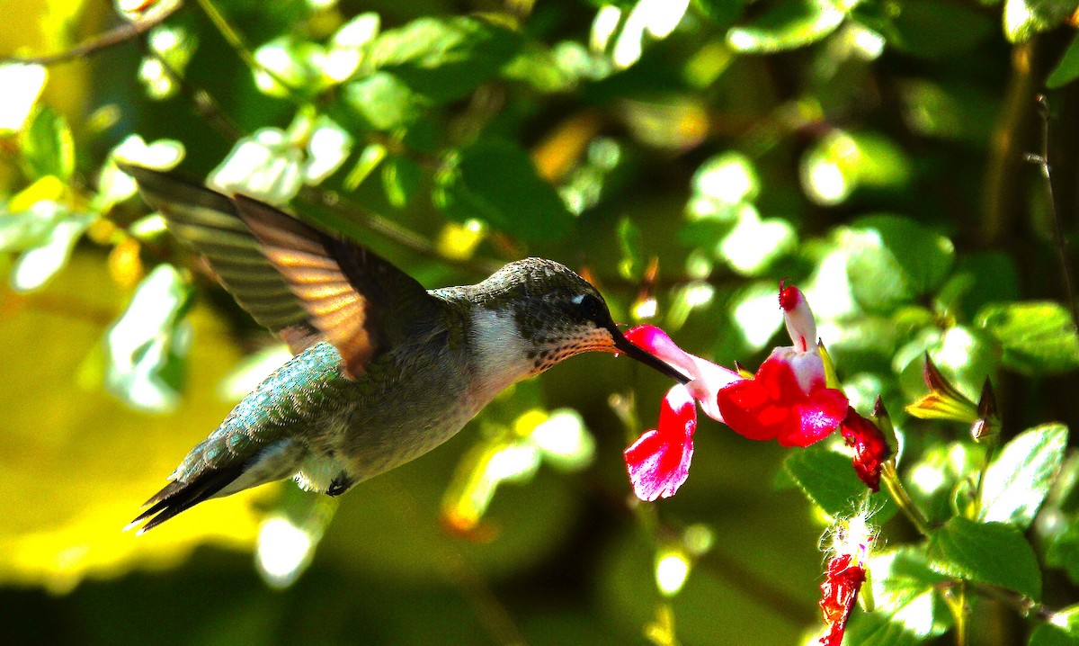 Ruby-throated Hummingbird - ML489022381