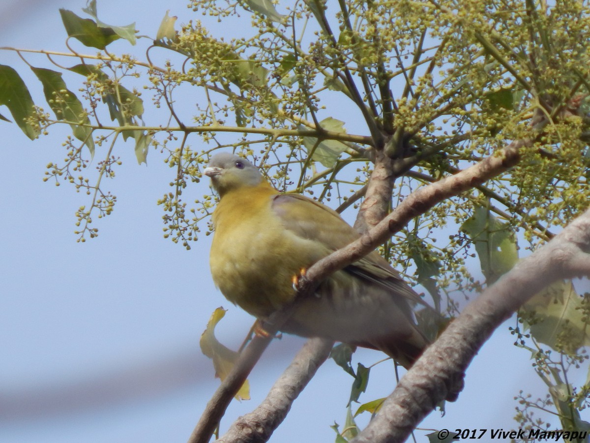 Yellow-footed Green-Pigeon - ML48902331