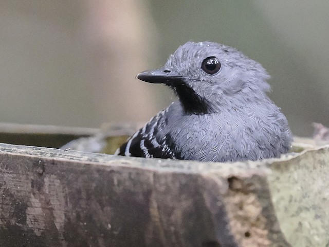 Xingu Scale-backed Antbird - eBird