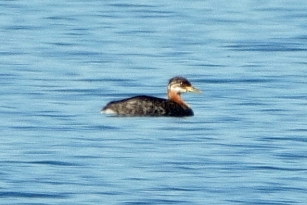 Red-necked Grebe - ML489031241