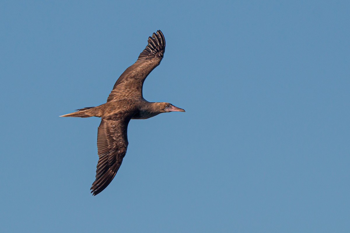 Red-footed Booby - ML489036641
