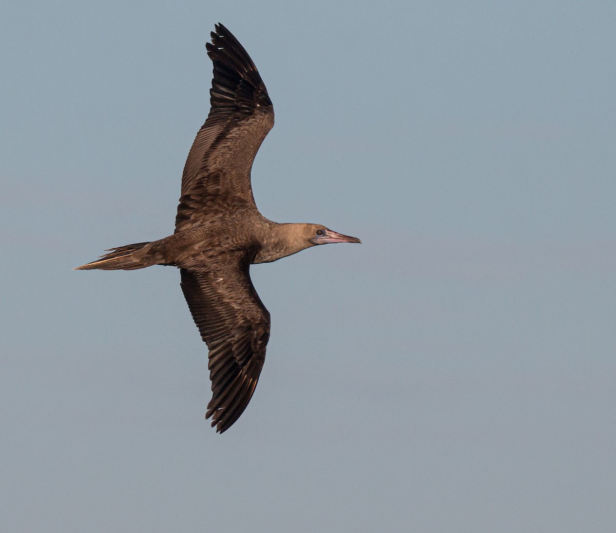 Red-footed Booby - ML489036671