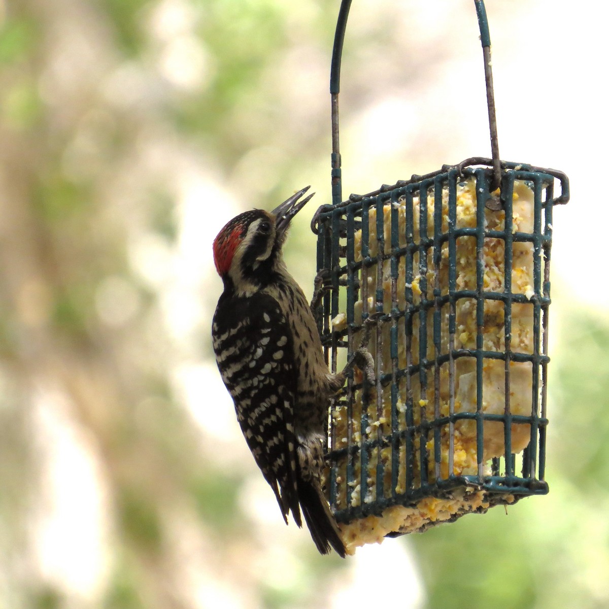 Nuttall's Woodpecker - ML489039701