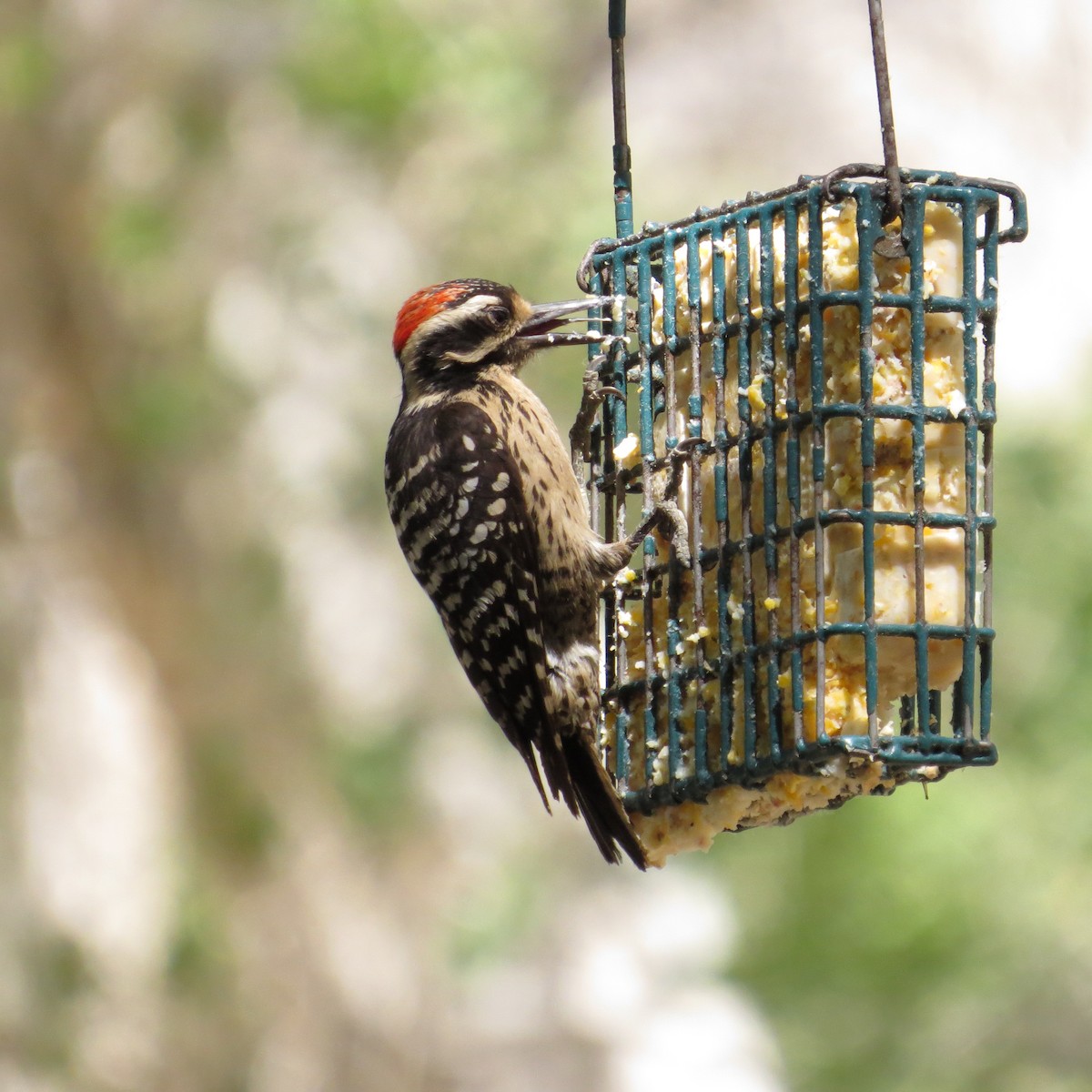 Nuttall's Woodpecker - ML489039711