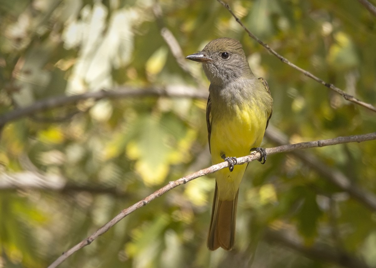Great Crested Flycatcher - ML489049491