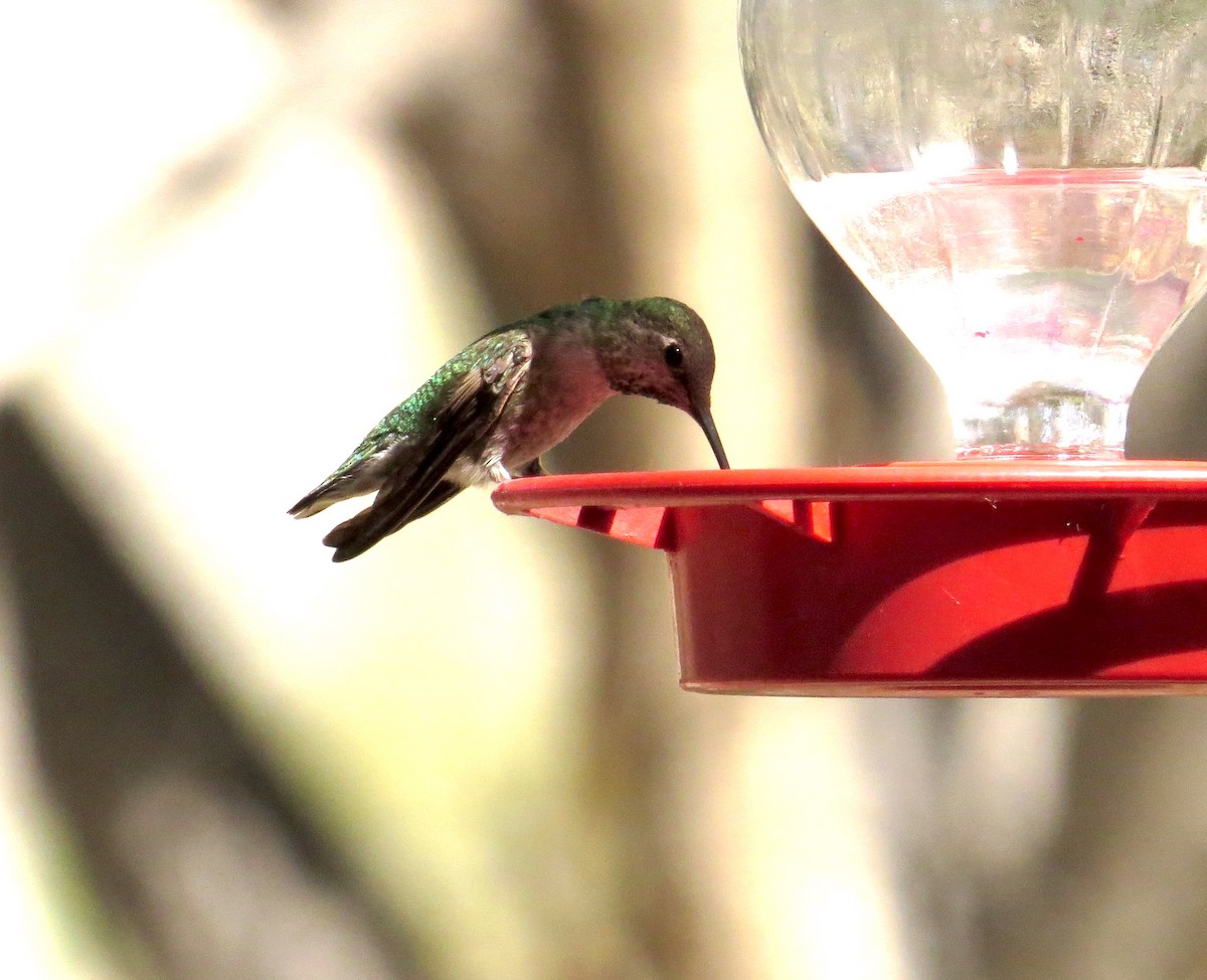 Black-chinned Hummingbird - ML489050251