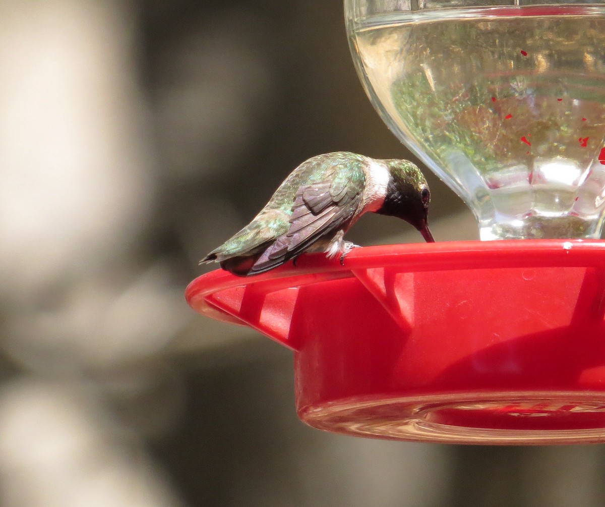 Black-chinned Hummingbird - ML489050271
