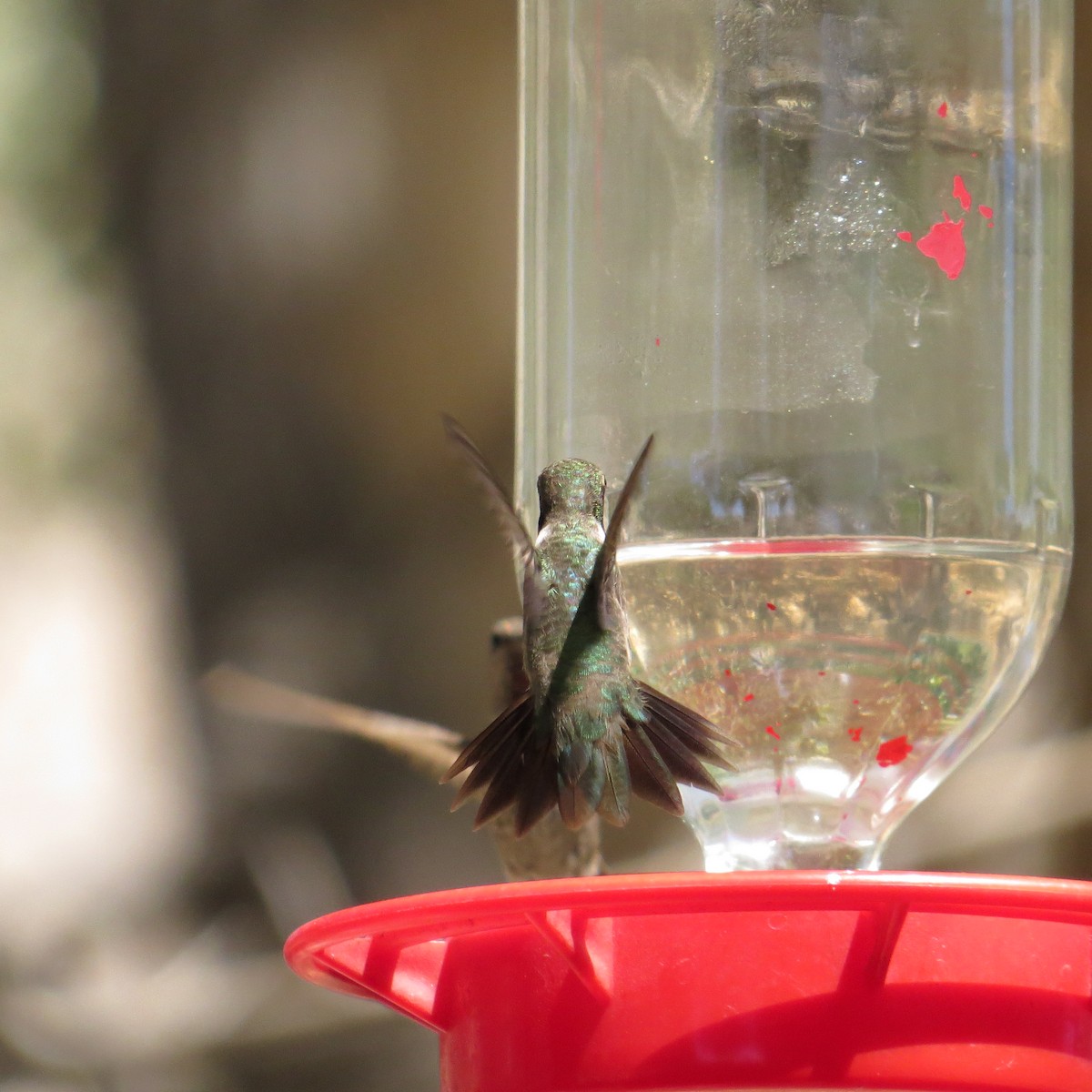 Black-chinned Hummingbird - ML489050281