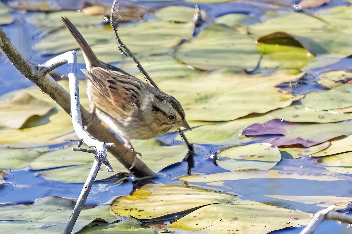 Swamp Sparrow - Larry Master